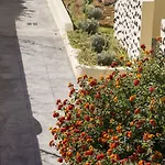 Bella Santorini Hotell Agios Georgios (Santorini)