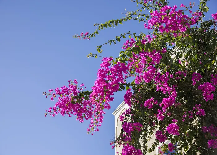 Otel Bella Santorini Agios Georgios (Santorini)