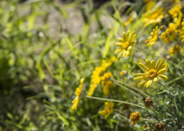 Bella Santorini 4* Agios Georgios (Santorini)